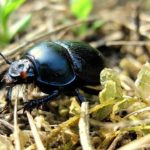 Beetle – Spirit Animal, Symbolism and Meaning