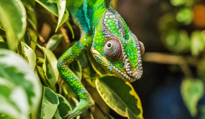 Chameleon – Spirit Animal, Symbolism And Meaning