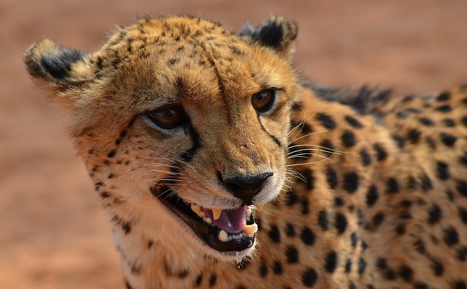 Cheetah Spirit Animal Symbolism And Meaning