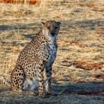 Cheetah – Spirit Animal, Symbolism and Meaning