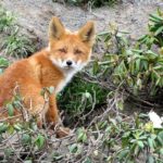 Dreams About Foxes – Interpretation and Meaning
