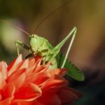 Grasshopper – Spirit Animal, Symbolism and Meaning