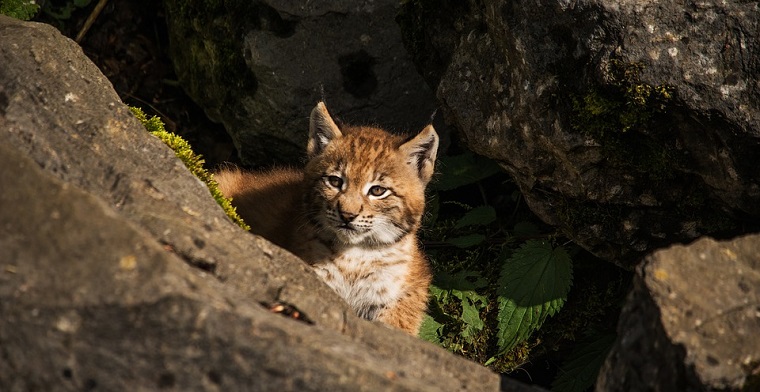 Lynx – Spirit Animal, Symbolism and Meaning