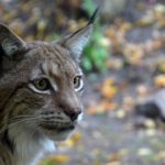 Lynx – Spirit Animal, Symbolism and Meaning