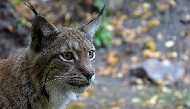 lynx-spirit-animal-symbolism-and-meaning