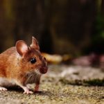 Mouse, Mice – Spirit Animal, Symbolism and Meaning