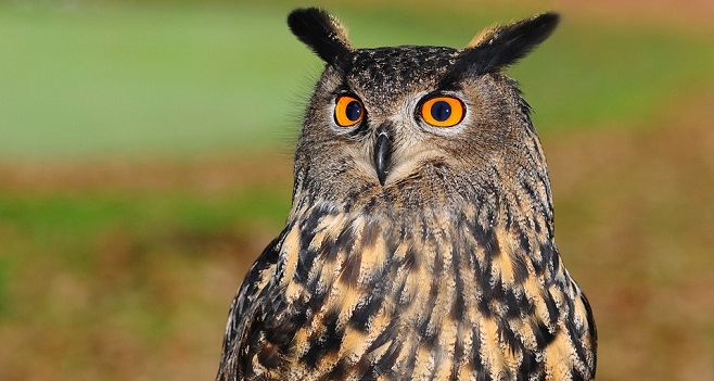 Owl – Spirit Animal, Symbolism and Meaning