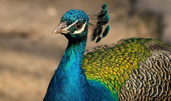 Peacock – Spirit Animal, Symbolism and Meaning
