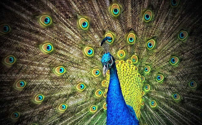Peacock – Spirit Animal, Symbolism and Meaning