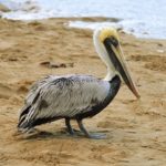 Pelican – Spirit Animal, Symbolism and Meaning