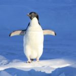 Penguin – Spirit Animal, Symbolism and Meaning