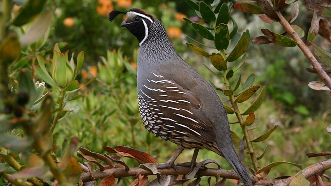 quail-spirit-animal-symbolism-and-meaning