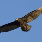Turkey Vulture – Spirit Animal, Symbolism and Meaning