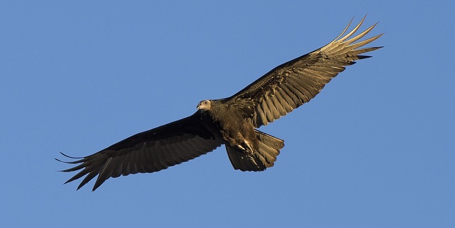 Turkey Vulture – Spirit Animal, Symbolism and Meaning