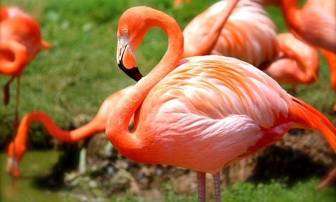 Flamingo – Spirit Animal, Symbolism and Meaning