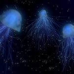 Jellyfish – Spirit Animal, Symbolism and Meaning