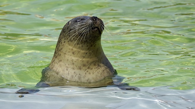 Seal – Spirit Animal, Symbolism and Meaning