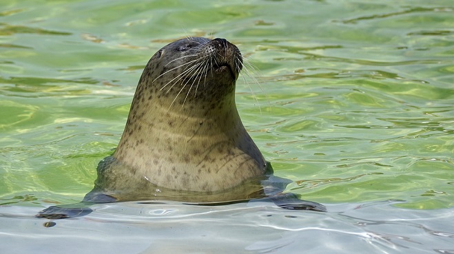 seal-spirit-animal-symbolism-and-meaning