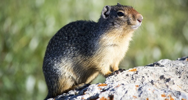 Groundhog – Spirit Animal, Symbolism and Meaning