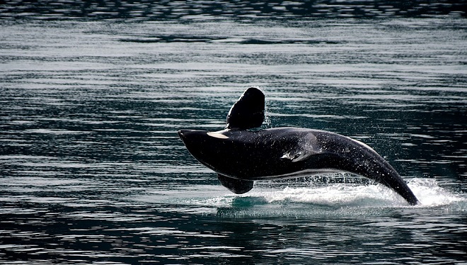 Whale Spirit Animal Symbolism And Meaning