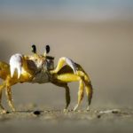 Crab – Spirit Animal, Symbolism and Meaning