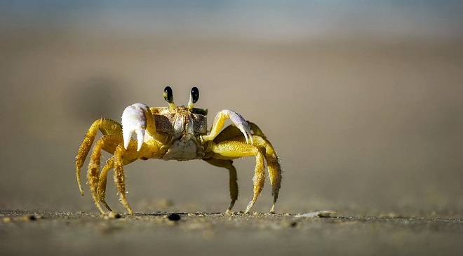 crab-spirit-animal-symbolism-and-meaning