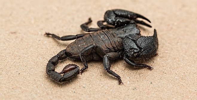 Scorpion – Spirit Animal, Symbolism and Meaning