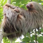 Sloth – Spirit Animal, Symbolism and Meaning