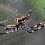 Spider – Spirit Animal, Symbolism and Meaning