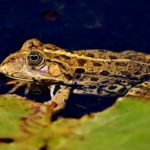 Toad – Spirit Animal, Symbolism and Meaning
