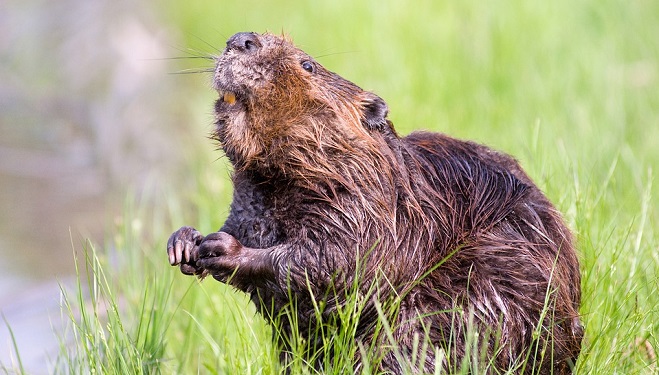 Beaver – Spirit Animal, Symbolism and Meaning