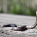 Cobra – Spirit Animal, Symbolism and Meaning