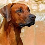 Dreams About Brown Dog – Interpretation and Meaning