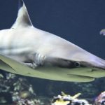 Dreams About Sharks – Interpretation and Meaning