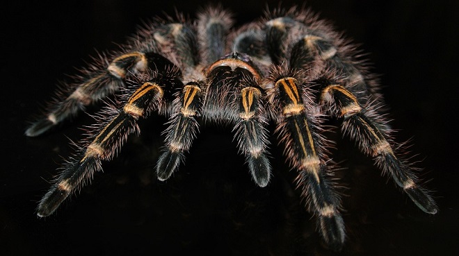 Dreams About Tarantula Interpretation And Meaning