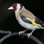 Goldfinch – Spirit Animal, Symbolism and Meaning