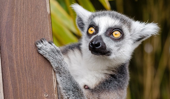 Lemur – Spirit Animal, Symbolism and Meaning