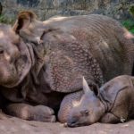 Rhino – Spirit Animal, Symbolism and Meaning