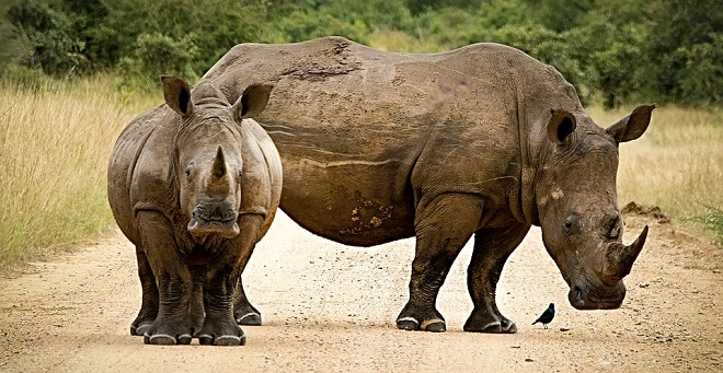 Rhinoceros – Spirit Animal, Symbolism and Meaning
