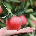 Dreams About Apple – Interpretation and Meaning