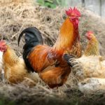 Dreams About Chicken – Interpretation and Meaning