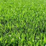 Dreams About Grass – Interpretation and Meaning