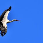 Spiritual Meaning of Birds Flying In Front of You and Around You