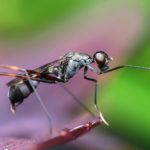 Biblical Meaning of Ants in Dreams – Interpretation and Meaning