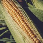 Biblical Meaning of Corn in a Dream – Interpretation and Meaning