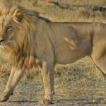 Biblical Meaning of Lion in Dreams – Interpretation and Meaning