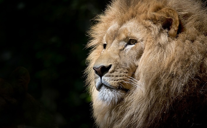 biblical-meaning-of-lion-in-dreams-interpretation-and-meaning