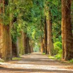 Biblical Meaning of Trees in Dreams – Interpretation and Meaning