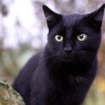 Black Cat in Dream – Meaning and Symbolism