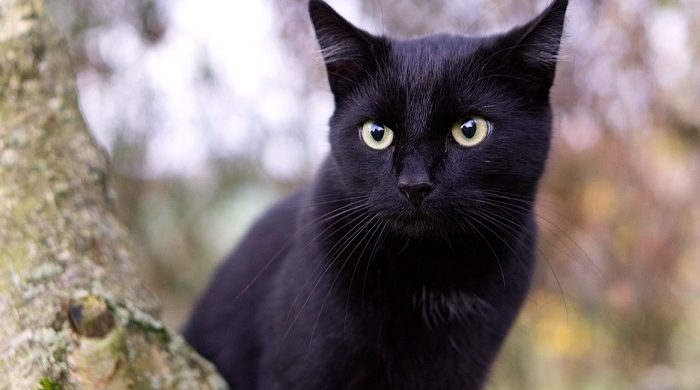 Black Cat In Dream Meaning And Symbolism